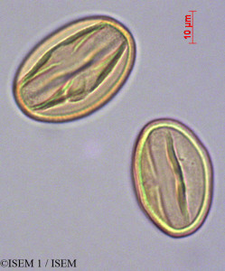 ISEM 1/Foetidia_mauritiana_28275/Foetidia_mauritiana_28275_0001(copy)_thumb.jpg
